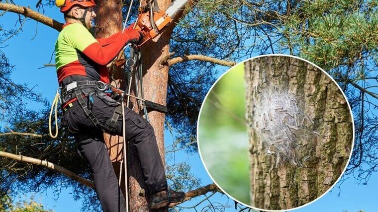 Arbeiten im Grünen Risikofaktoren Insekten Mann bei der Arbeit an einem Baum, gesichert mit Ausrüstung und einer Kettensäge führt der Mann Arbeiten am Baum durch